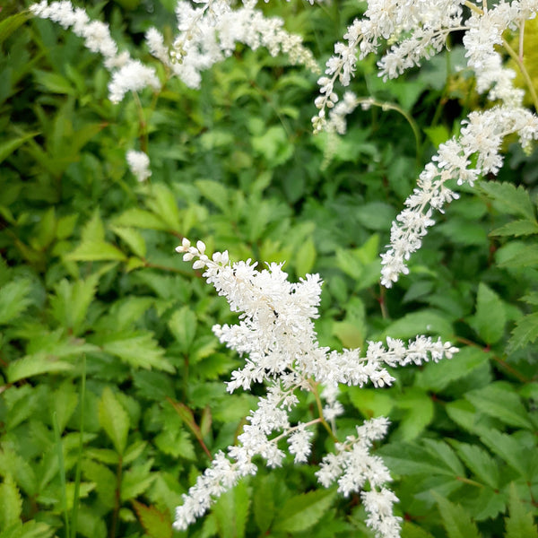 Astilbe × arendsii ‘Brautschleier’