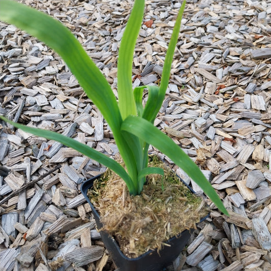 Belamcanda chinensis Leopardenblume