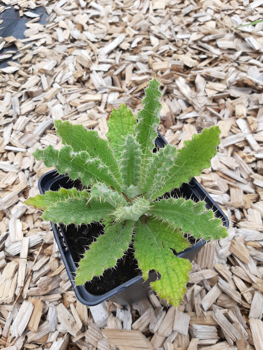 Berkheya purpurea Distelblättrige Purpuraster