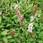 Bistorta affinis 'Darjeeling Red'