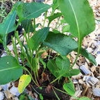 Bistorta officinalis ‘Superba’ im Topf