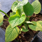 Brunnera macrophylla Großblättriges Kaukasusvergissmeinnicht im Topf
