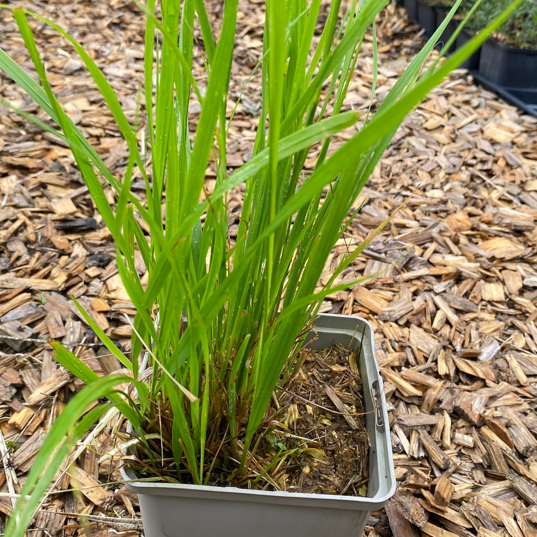 Calamagrostis × acutiflora ‘Waldenbuch’