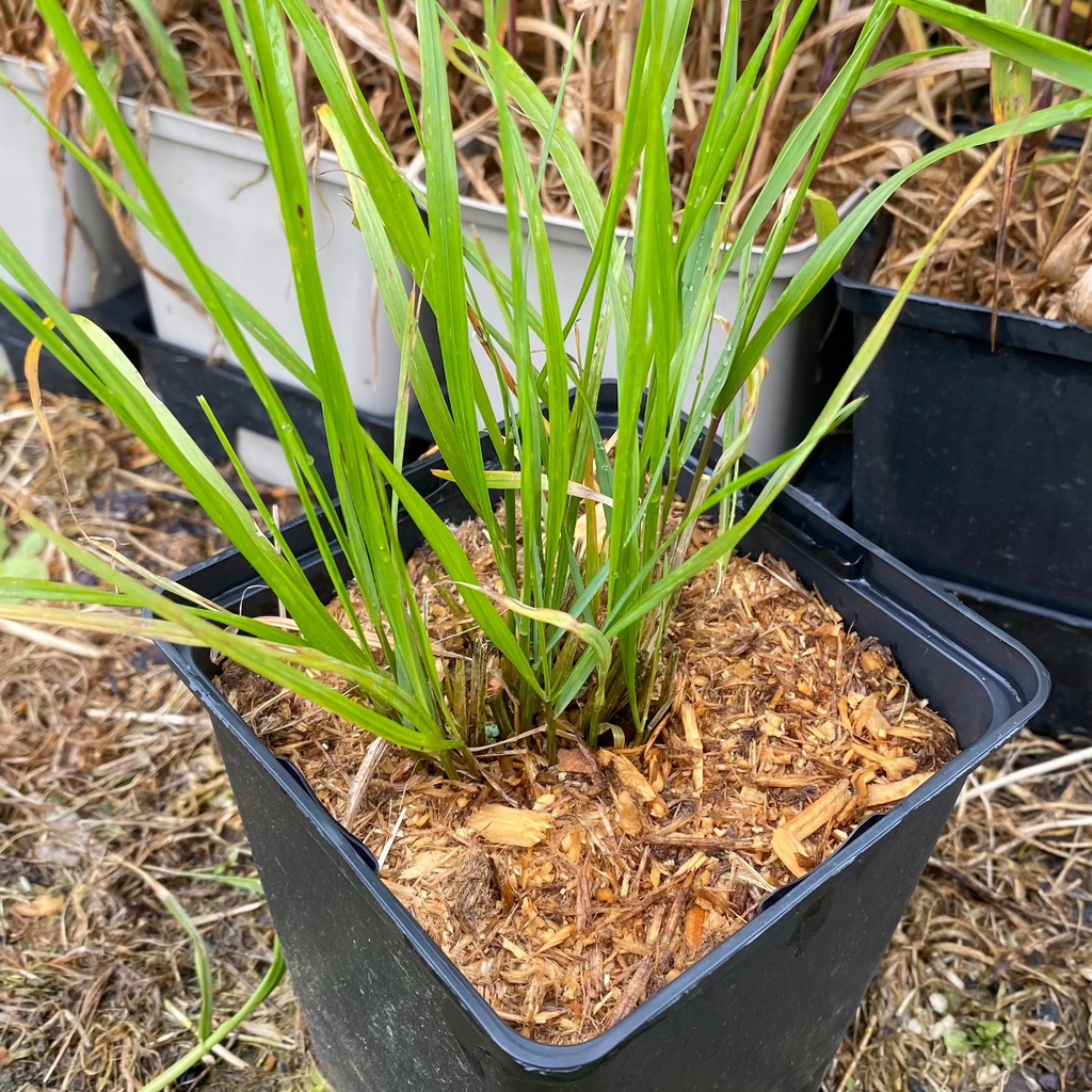 Calamagrostis brachytricha-Diamant-Reitgras