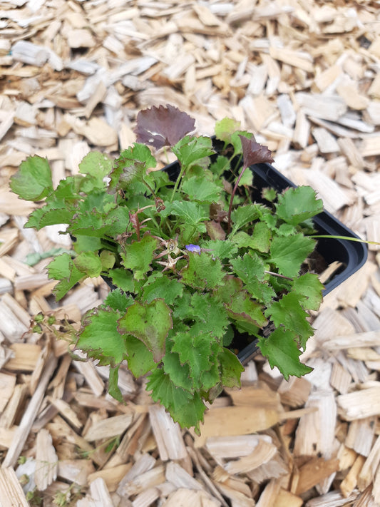 Campanula poscharskyana Frühlingszauber Hängepolster-Glockenblume