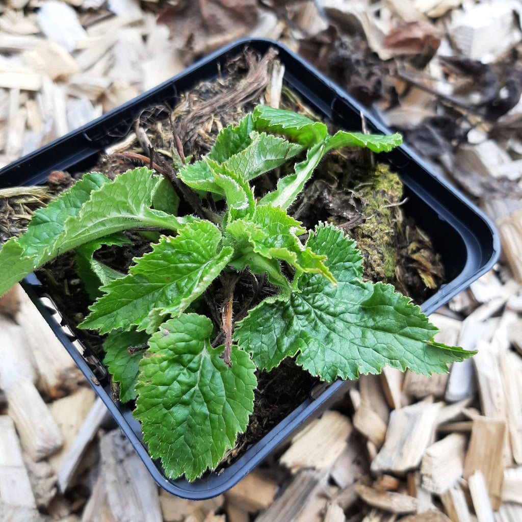 Gefleckte Glockenblume ‘Moorgeist’ im Topf