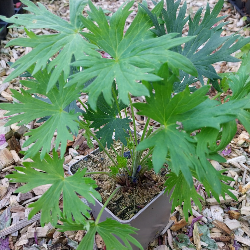 Delphinium × belladonna ‘Völkerfrieden’ im Topf