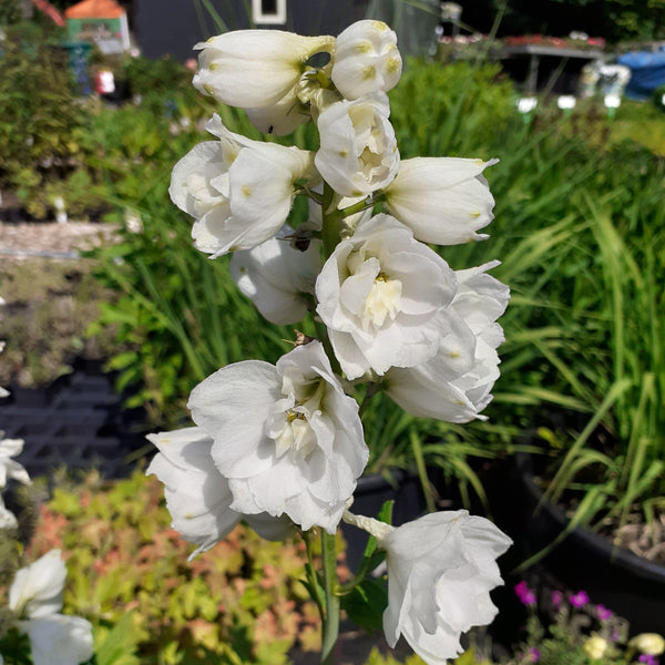 Delphinium × cultorum Pacific-Magic Fountains ‘Weiß’