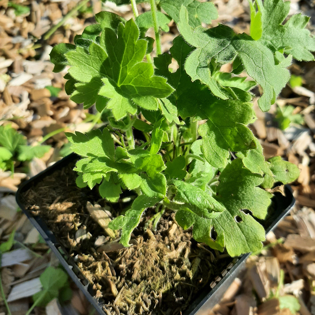 Delphinium × cultorum Pacific ‘Blue Bird’ im Topf