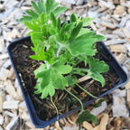 Delphinium × belladonna ‘Cliveden Beauty’ im Topf