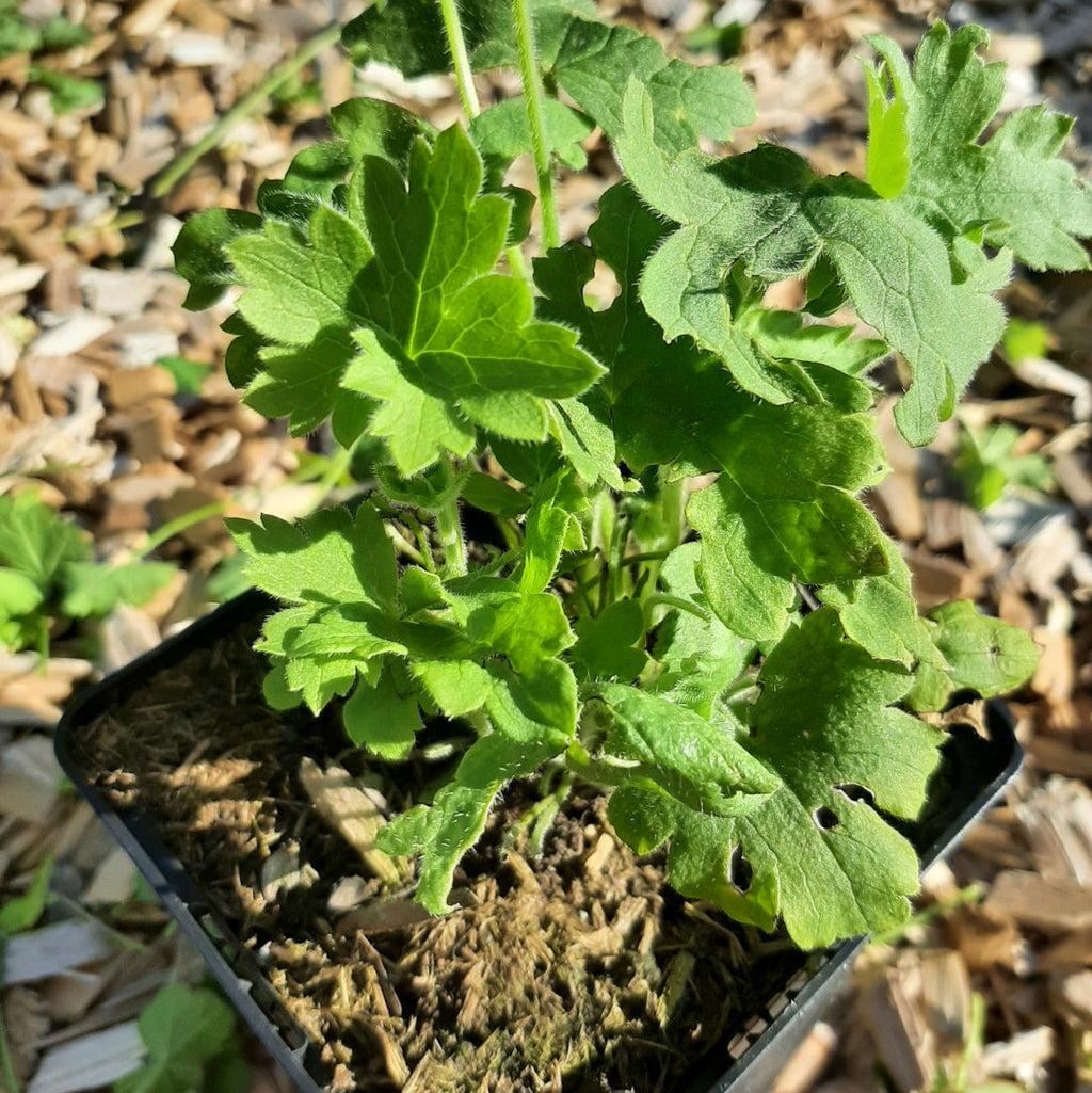 Delphinium × cultorum Pacific ‘King Arthur’ im Topf