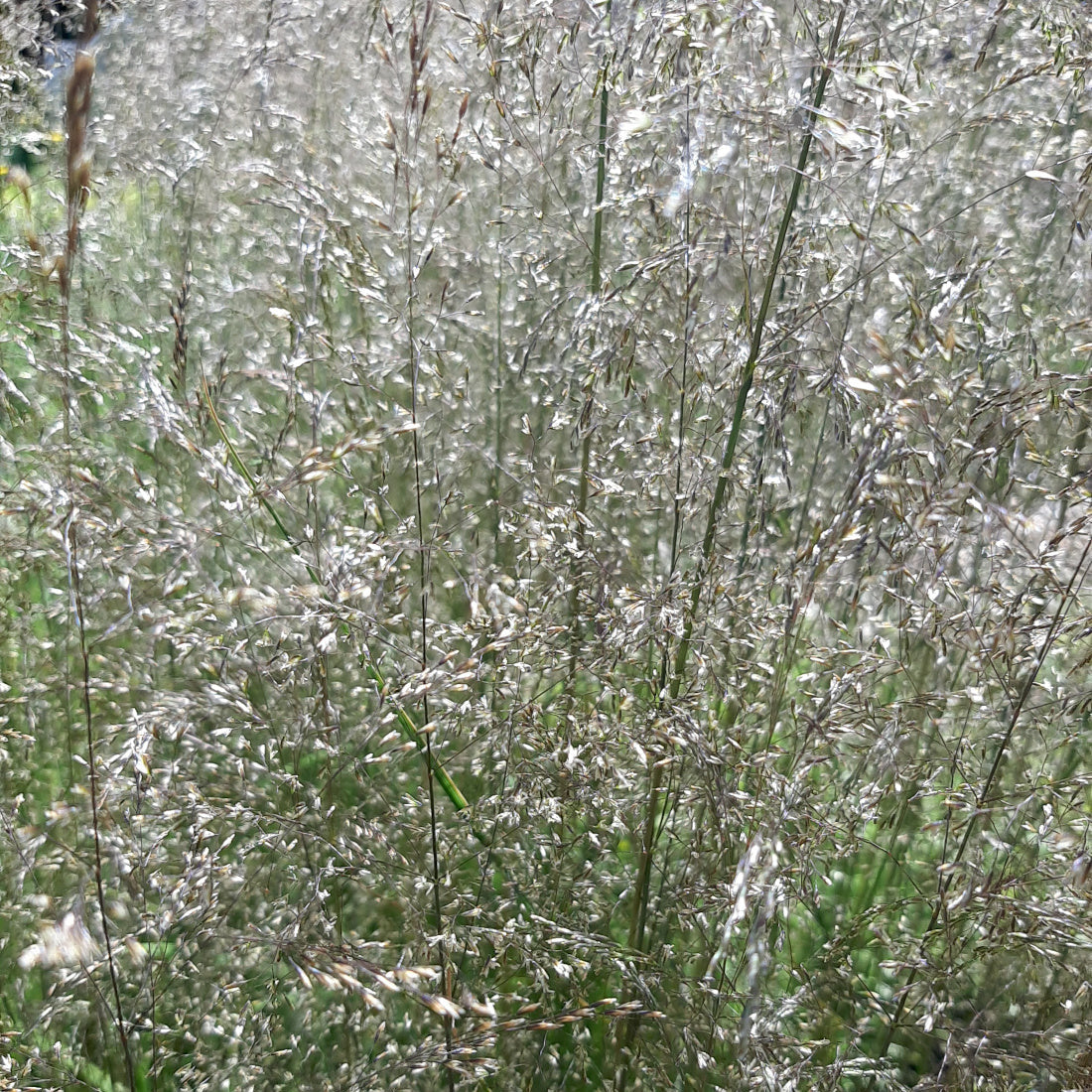 Deschampsia cespitosa ‘Waldschrat’ Blüte