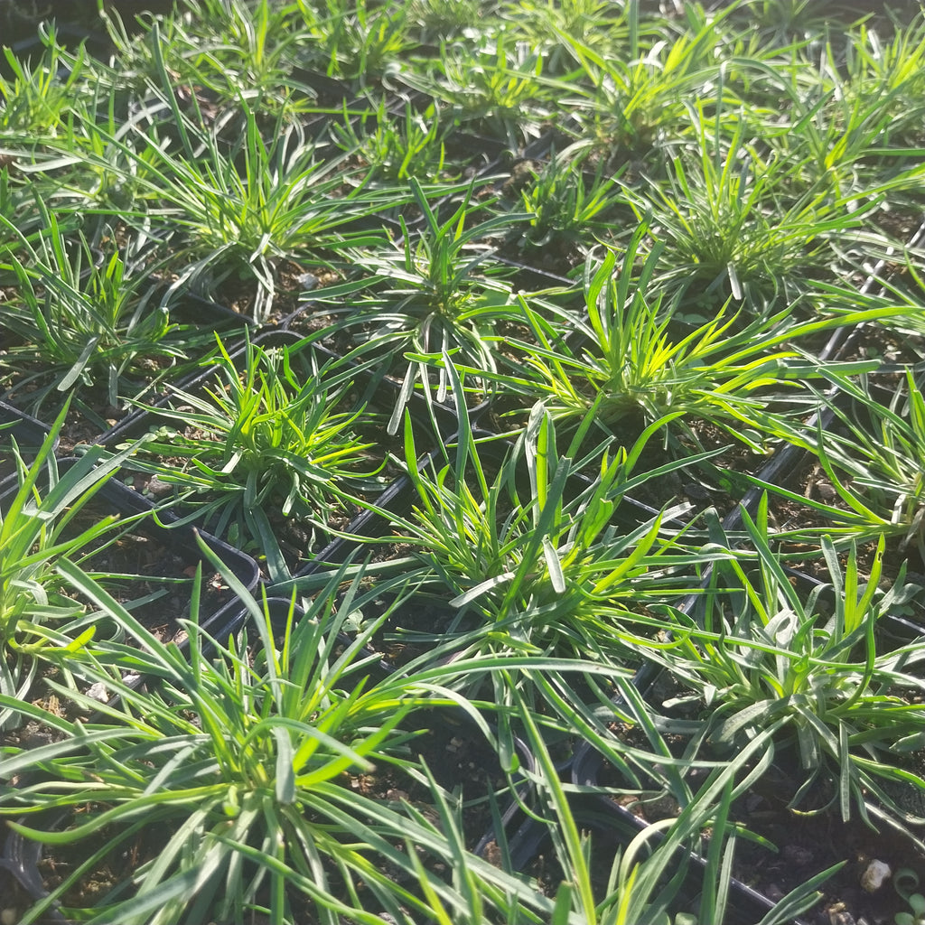 Dianthus carthusianorum Kartäuser-Nelke