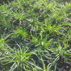 Dianthus carthusianorum Kartäuser-Nelke