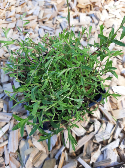 Dianthus deltoides 'Roseus' Heide-Nelke