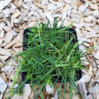 Dianthus spiculifolius