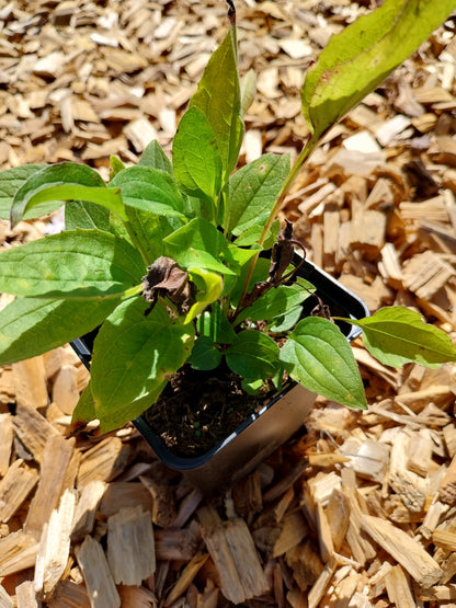 Echinacea purpurea Purpursonnenhut