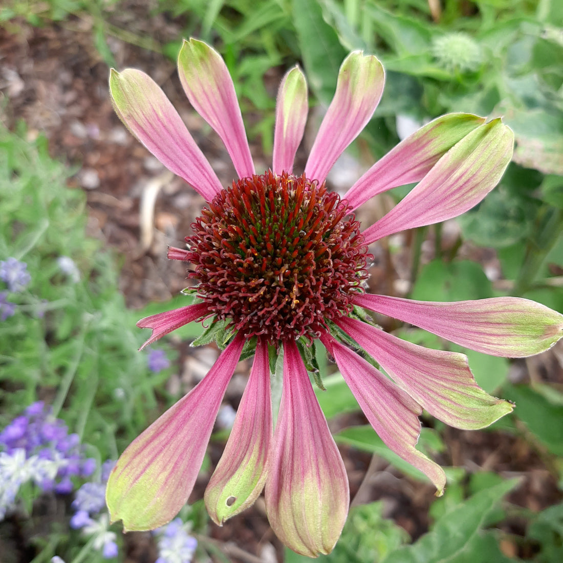 Echinacea purpurea ‘Green Twister’