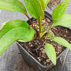 Echinacea purpurea ‘Magnus’