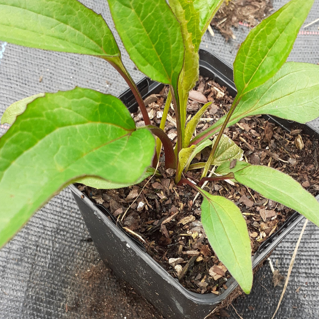 Echinacea purpurea ‘Magnus’