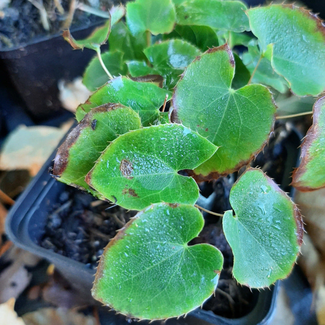 Epimedium × perralchicum 'Frohnleiten' Garten-Elfenblume