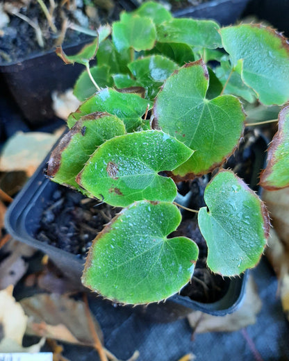 Epimedium × perralchicum 'Frohnleiten' Garten-Elfenblume
