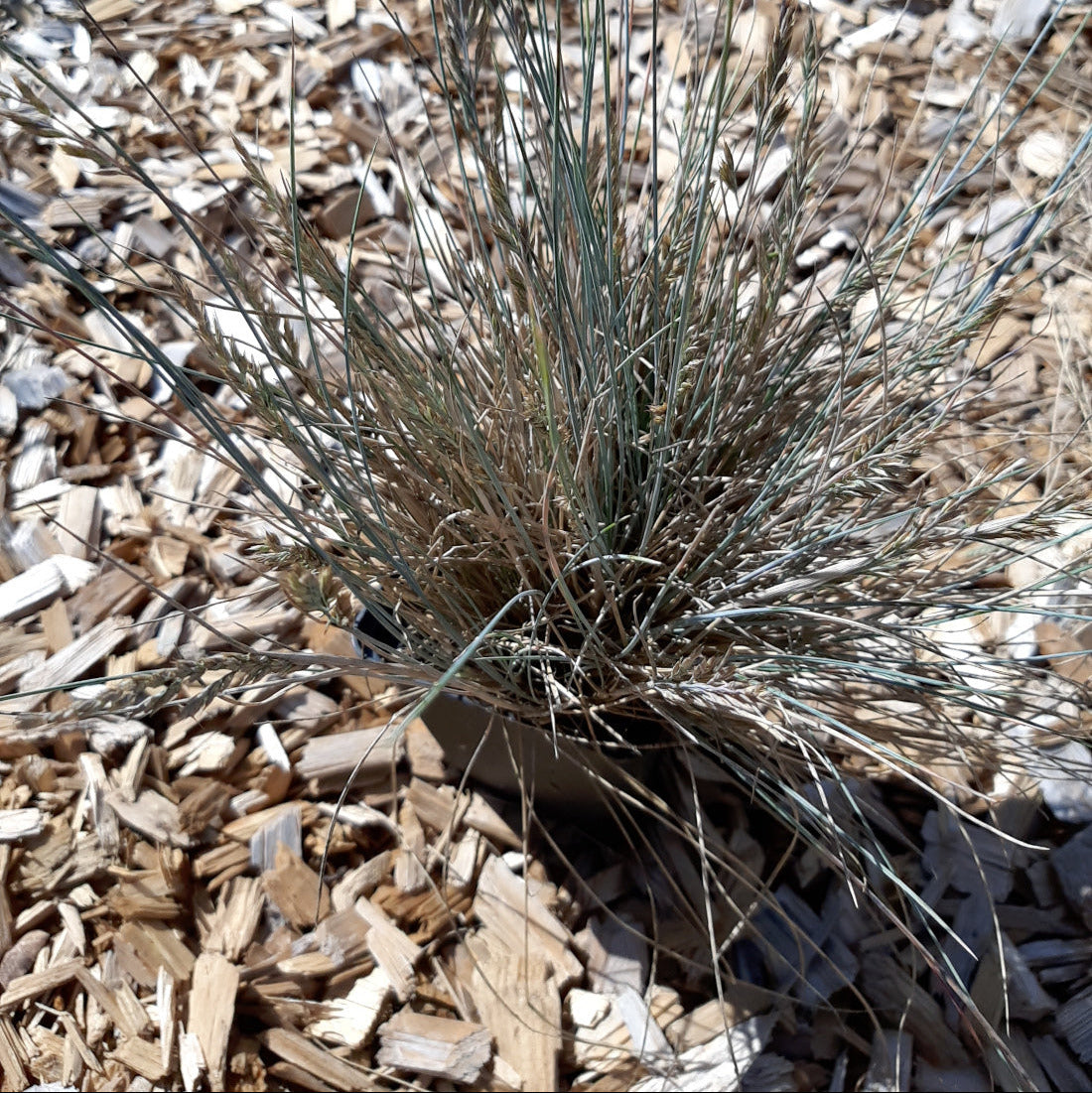Festuca cinerea 'Uchte'Blau-Schwingel
