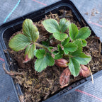 Fragaria × ananassa – Garten-Erdbeere im Topf
