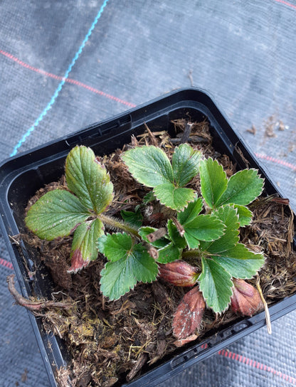 Fragaria x ananassa Erdbeere