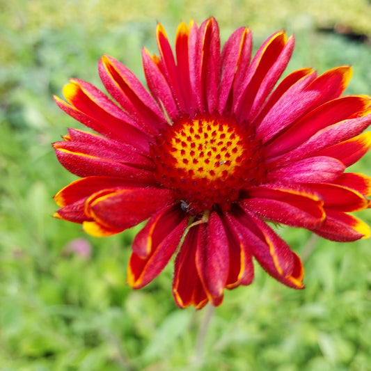 Gaillardia × grandiflora 'Burgunder' Kokardenblume