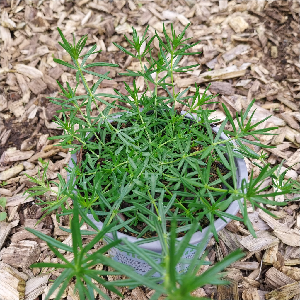 Echtes Labkraut