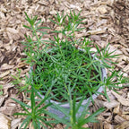 Echtes Labkraut
