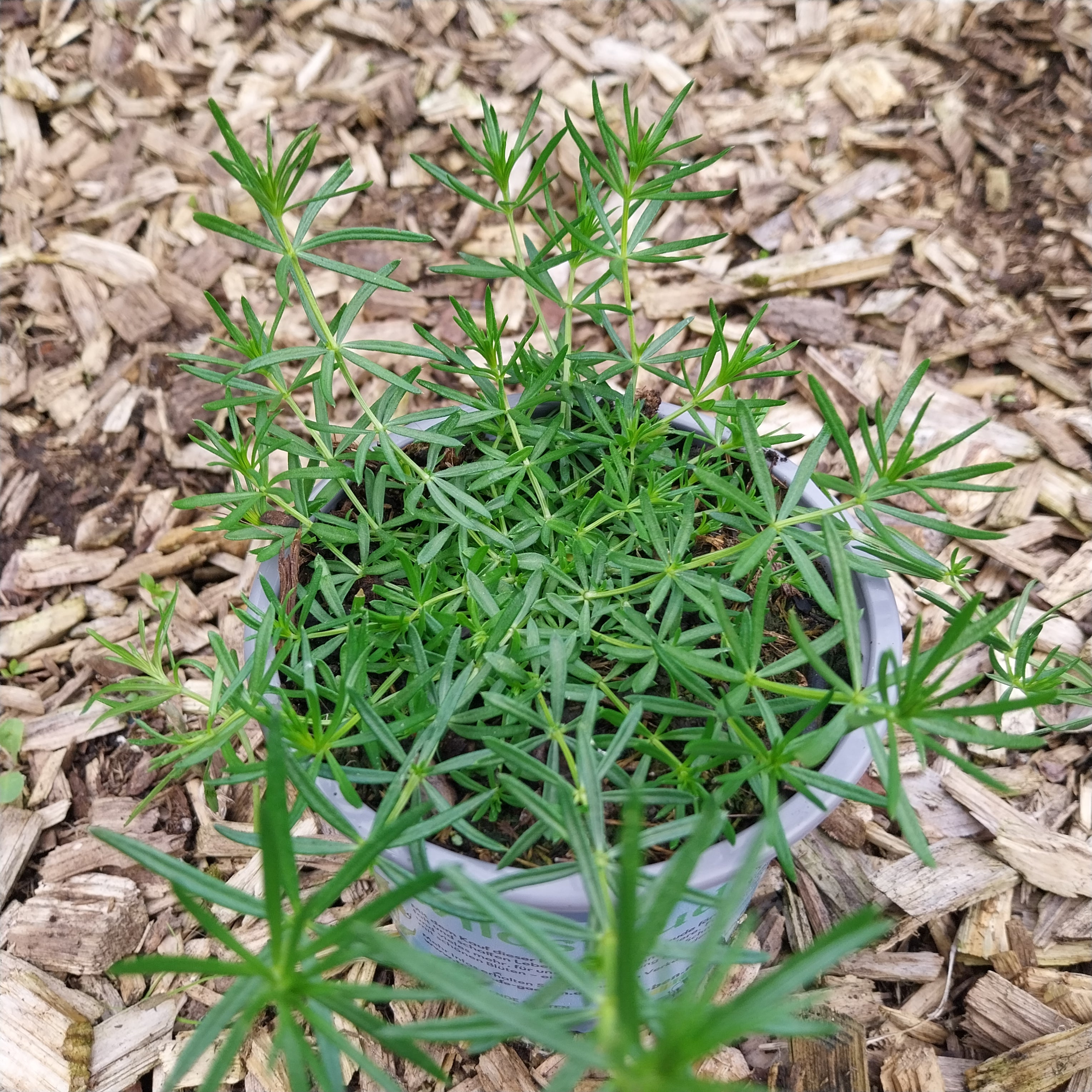 Echtes Labkraut