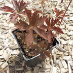 Geranium maculatum 'Schokoprinz' Braunblättriger Storchschnabel