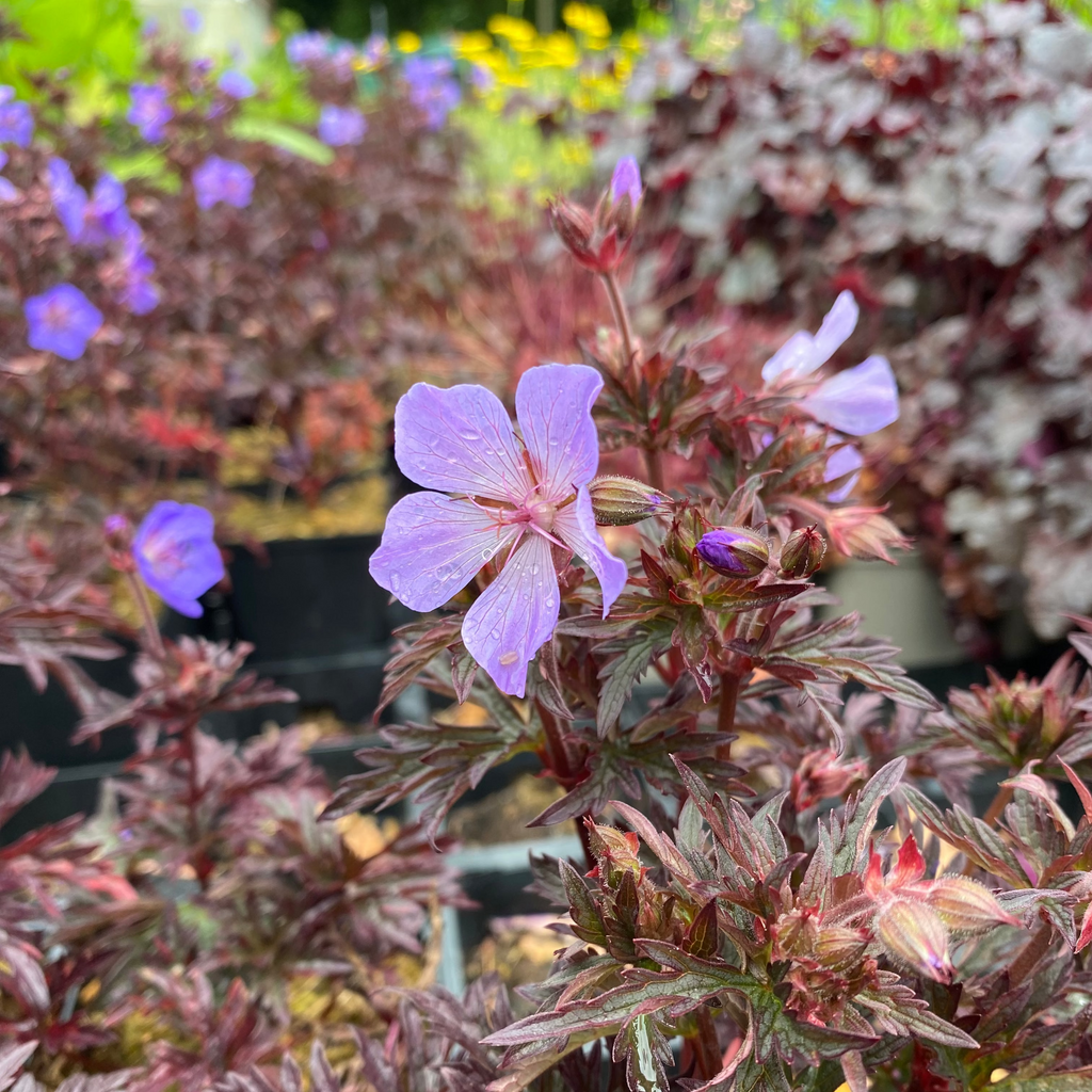 Geranium pratense 'Dark Reiter'Storchschnabel