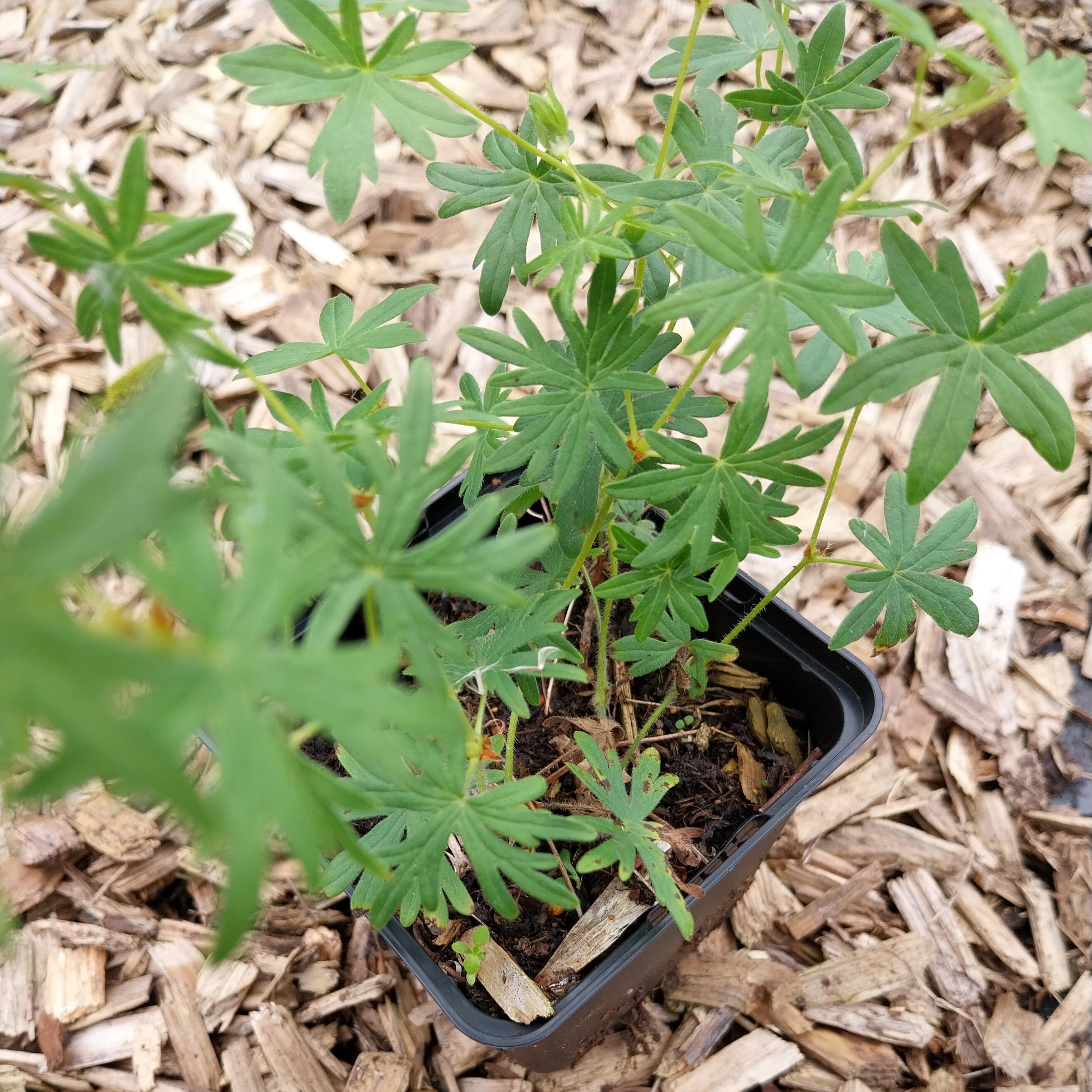 Geranium sanguineum 'Album'
