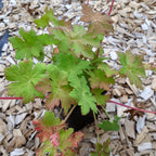 Geranium macrorrhizum 'Ingwersen'