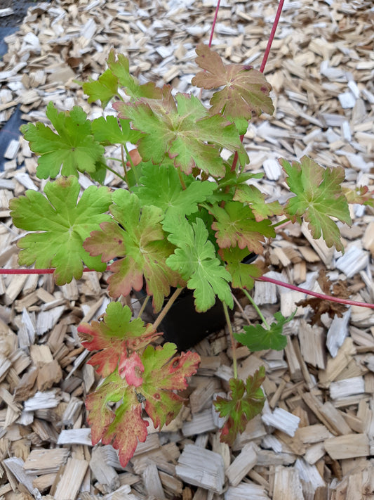 Geranium macrorrhizum 'Ingwersen' Storchschnabel
