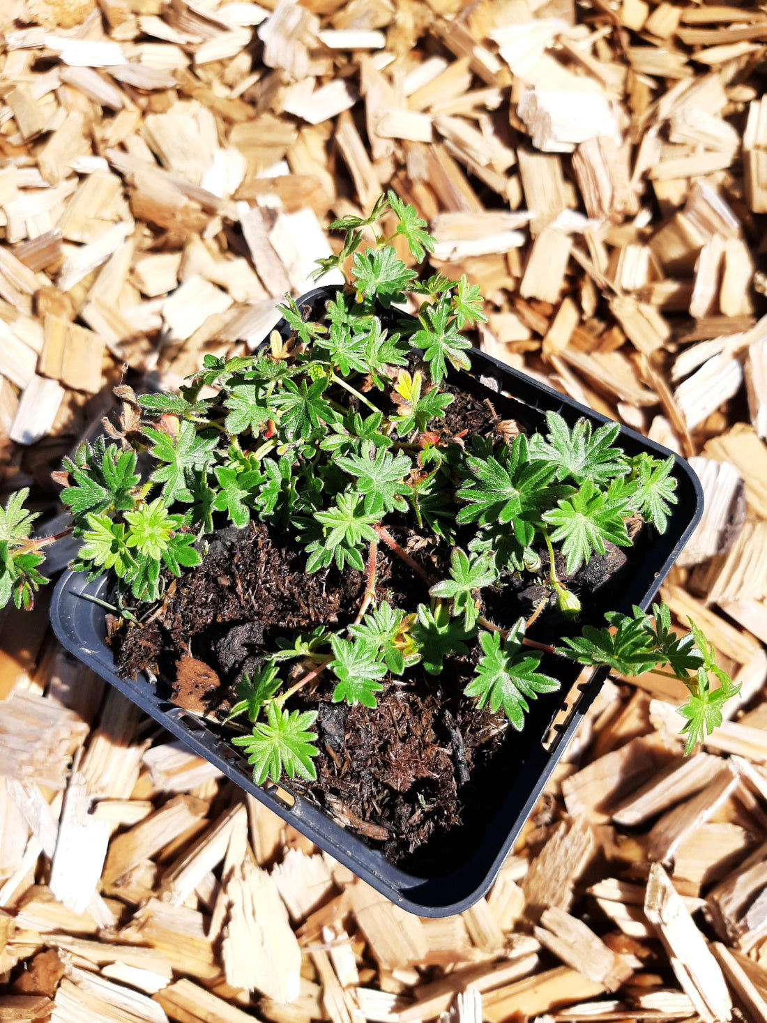 Geranium sanguineum var.prostratum  Blut-Storchschnabel