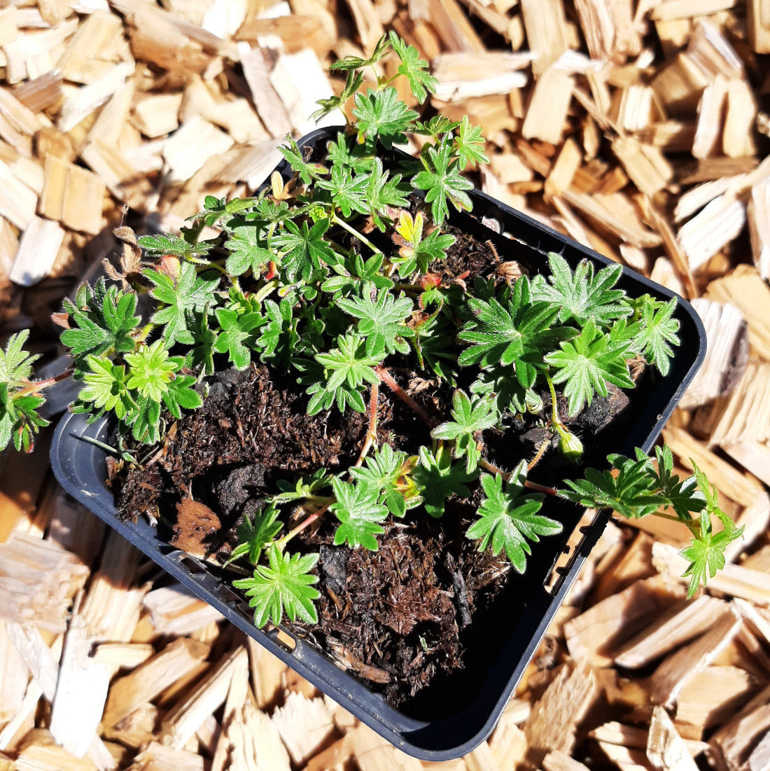 Geranium sanguineum var. striatum