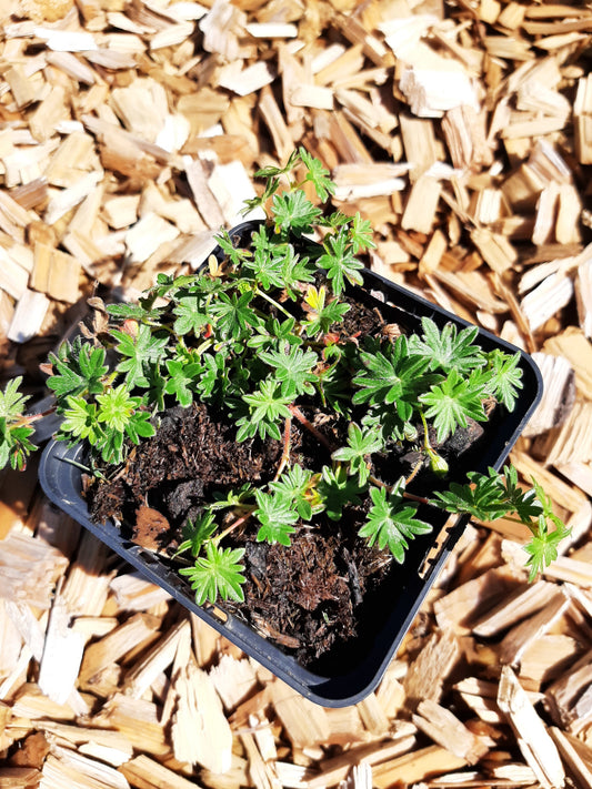Geranium sanguineum var.prostratum  Blut-Storchschnabel