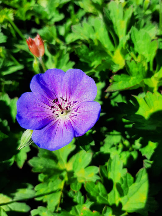 Geranium wallichianum 'Rozanne' Storchschnabel