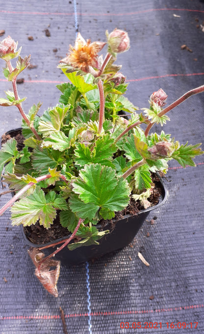 Geum coccineum 'Borisii Strain'  Nelkenwurz