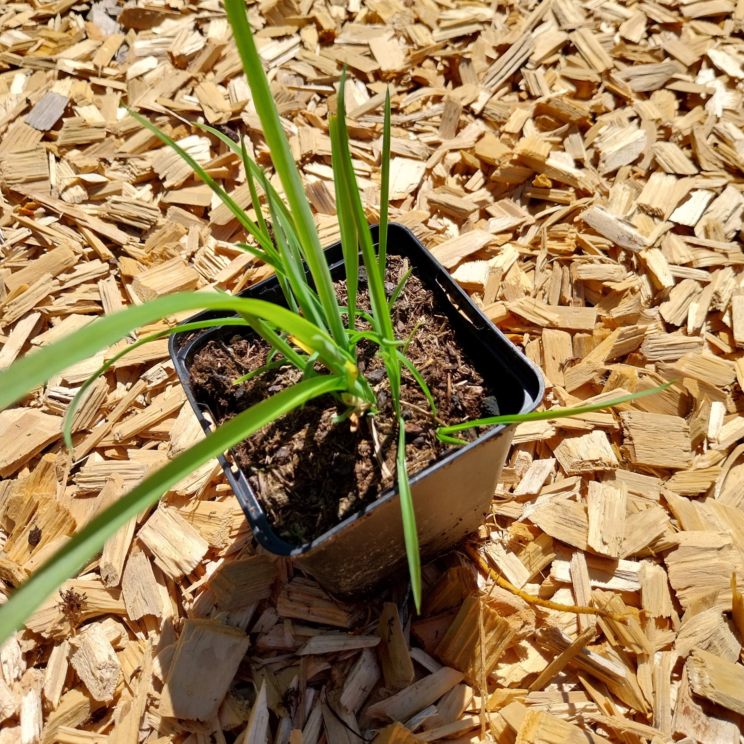 Hemerocallis × cultorum 'Crimson Pirate' im Topf