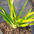 Hemerocallis × cultorum 'Muffin'
