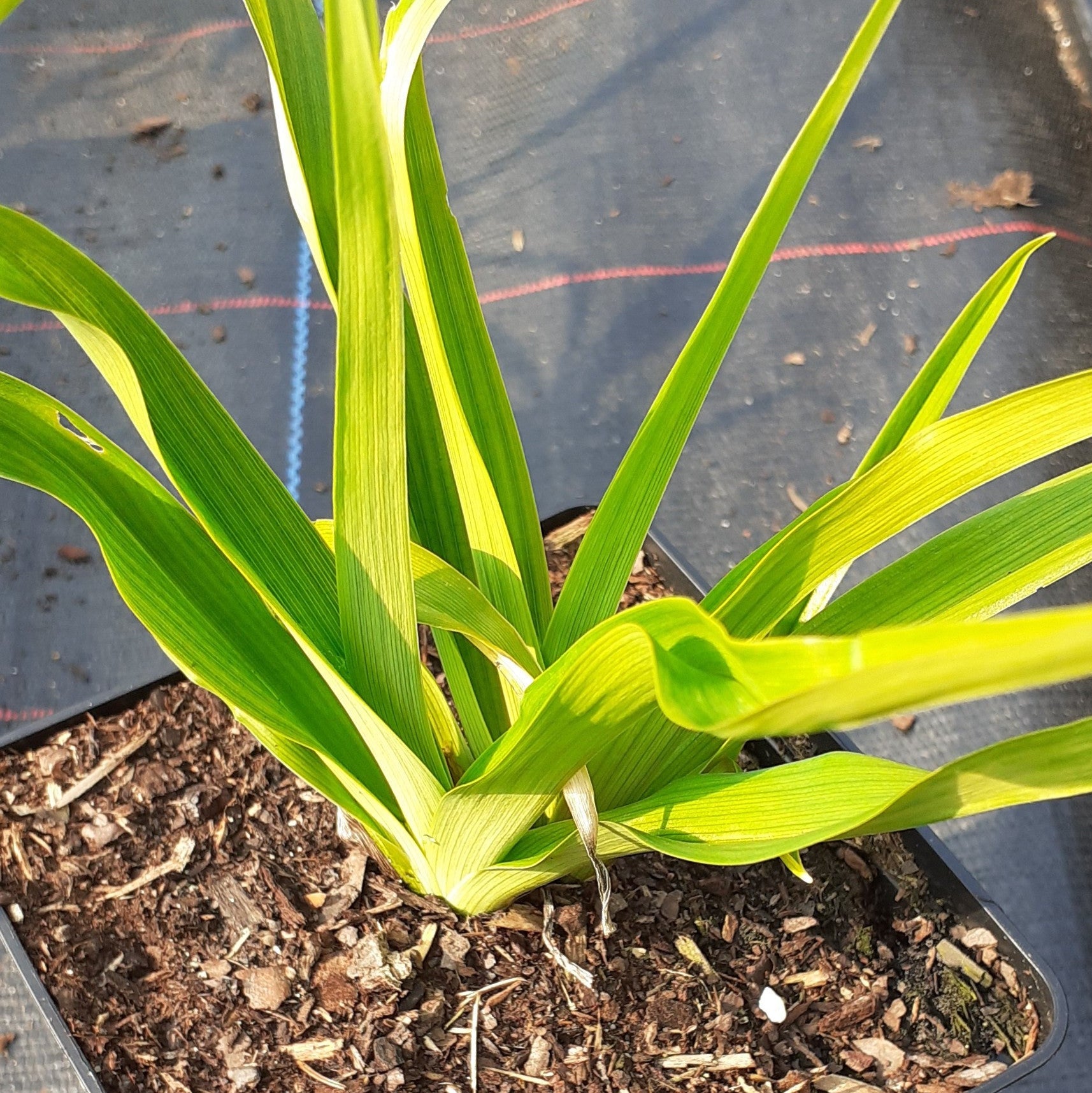 Hemerocallis × cultorum 'Muffin'
