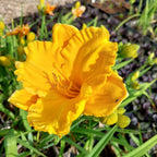 Hemerocallis × cultorum 'Siloam Nugget'