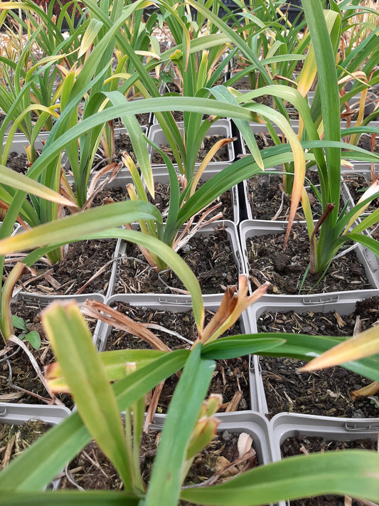 Hemerocallis × cultorum 'Night Beacon' Taglilie