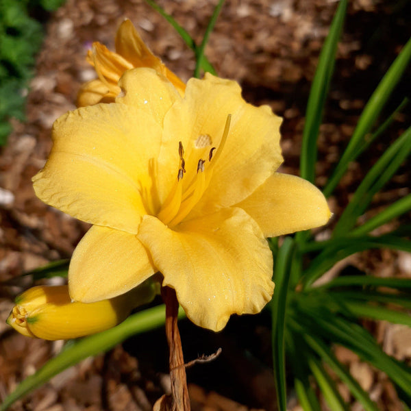 Hemerocallis × cultorum 'Stella de Oro' Taglilie im topf