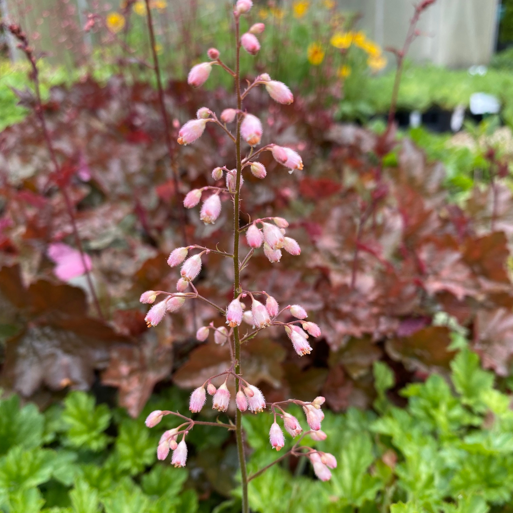 Heuchera micrantha 'Paris'